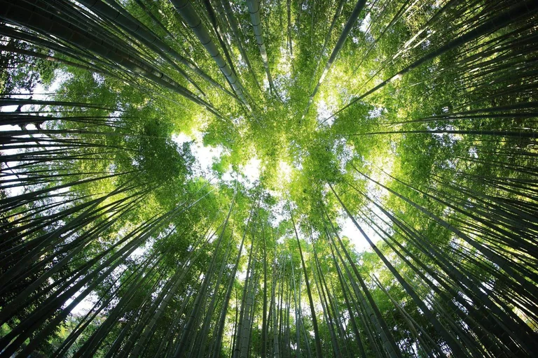 Luz natural entre las copas de un bosque de bambú